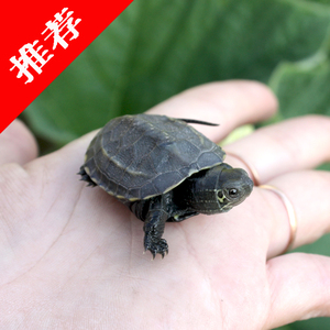 中华草龟苗/长寿龟/金钱龟/小草龟/活体乌龟/情侣龟免费包装