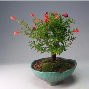 日本翠叶石榴苗月季石榴四季石榴盆景盆栽庭院植物花石榴石榴树苗