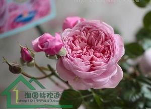 白桃妖精月季