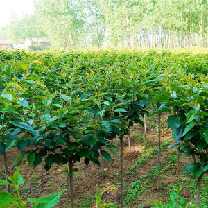 樱花树苗垂枝樱