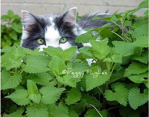 猫薄荷土荆芥 小荆芥 紫花 香草盆栽 芳香植物香草苗 猫咪玩具