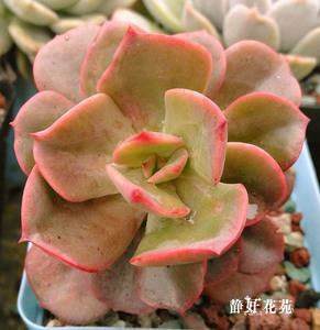 静好花苑 尼罗河玫瑰/布莱恩玫瑰 多肉植物叶片叶插苗