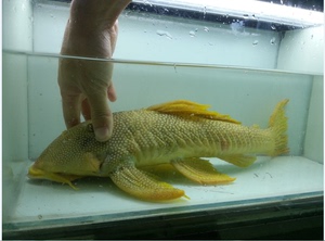 观赏鱼 异形类 40 - 41cm l14 黄金达摩