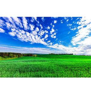 大草原风光海报蓝天白云自然田园风景画绿色草地壁画装饰挂画墙贴