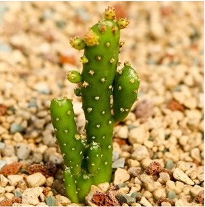 多肉植物 摇钱树 多肉盆栽 仙人掌科 桌面绿植 多肉组盆肉肉