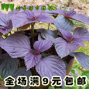 紫叶苏种子紫苏种子四季盆栽食用蔬菜种孑野生紫苏种籽四季
