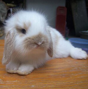 纯种垂耳兔活体宠物兔子活体迷你侏儒小白公主猫猫道奇兔宝宝