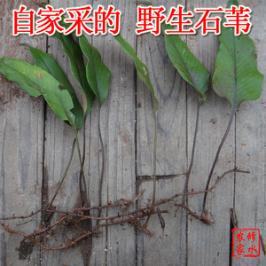 自家采的野生新鲜石苇 石韦 刀口药 现采现卖 500g 包邮 卖洋桃根