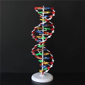 33306 dna结构模型 大号 双螺旋结构 高中生物 教学仪器