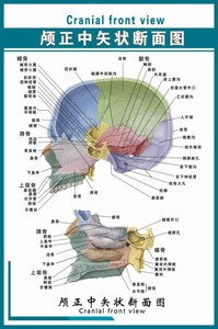 人体头颈部解剖彩色图谱海报04《颅正中矢状断面图》写真图