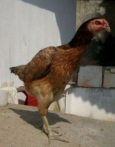 正宗越南鬼子种母斗鸡,纯种泰国种母鸡,纯种缅甸母鸡