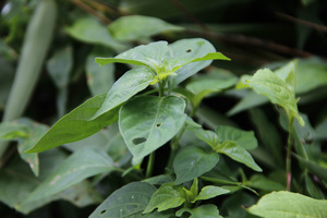 新鲜四籽马蓝狗肝菜青蛇仔假红蓝野生草药中药材种苗亦有