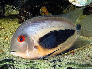 美洲慈鲷黑云慈鲷鱼活体淡水鱼观赏鱼水族淡水鱼批发热带鱼活体大