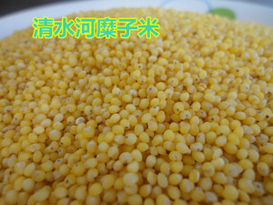 内蒙古特产大糜子米清水河山区大黄米农家黏米软糜子米酸米饭粘米