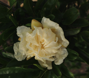 重瓣白石榴花 白石榴根 石榴盆景 (正宗)