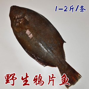 大连海鲜特产新鲜野生大鸦片鱼鲜活水产品海鱼类制品1-2斤/条