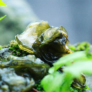 农产品免洗天然野生地皮菜舞钢山野菜农副产品地衣地耳地龙250g