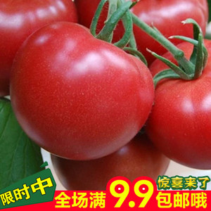 蔬菜种子 阳台种菜 盆栽 水果番茄种子 红果番茄原装包邮