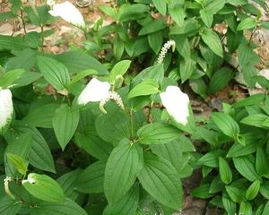 现采 三白草 水莲藕 塘边藕 全草500克 付款后采挖