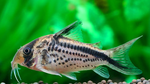 晨鱼水族馆  黑剑斜纹鼠4-5cm 南美鼠鱼 热带鱼 活体观赏鱼