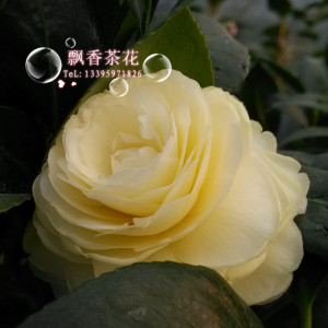 盆栽茶花-黄色系茶花-黄达-黄的天使-黄色系最温柔的茶花