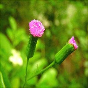 野生新鲜中草药一点红 红背叶 叶下红 羊蹄草带根全草500克