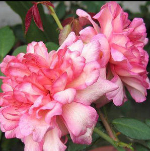 浩田花苑中国古老月季赛昭君推荐收藏清香勤花庭院花园阳台四季花