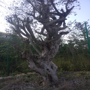 福建百年古桩野生白花继木盆景树桩,观赏植物盆栽,熟桩实物