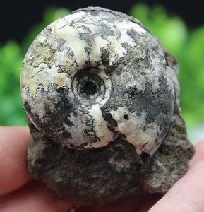 天然 俄罗斯稀少 菊螺化石 进口 观赏 古生物标本奇石收藏品hs180