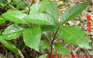 紫金牛苗 矮茶 矮脚樟茶 矮脚铜盘 老勿大 平地木 不出林药用