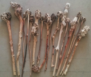 云南黑果树黑果木背锤 捶背 天然树瘤木雕原生态成品 97至120号