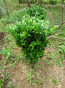 千年矮树苗绿化