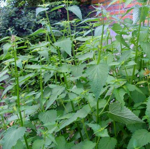 如皋野生新鲜藿香叶 鱼香菜 天然藿香菜蘸水配料50g/份 十份包邮