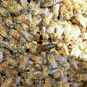 秦岭中蜂王中蜂种王 中华蜜蜂 土蜂 蜂蜜 特优中蜂王 处王两只拍