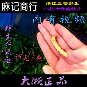 斗米虫野生