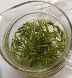 竹尖茶特级
