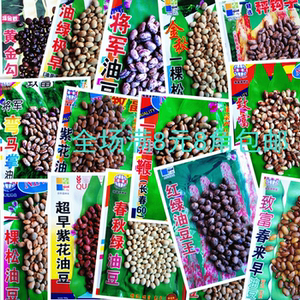 东北油豆角种子油豆角种子架油豆角籽黑龙江油豆角籽油豆角籽