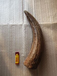 00xy977854563136淘宝牛气冲天!东北野牛牛角尖化石重458克!