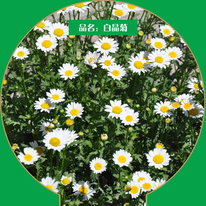 花种子 白晶菊 新品 黄晶菊 花卉种子 园林栽培 四季播种