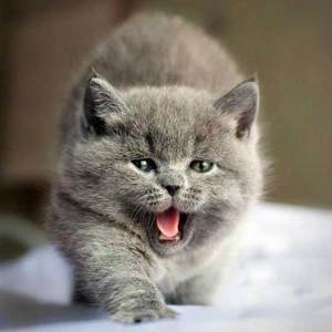 【高品质蓝猫】纯种英短蓝猫 超萌纯蓝英国短毛猫 超胖脸蓝猫弟弟