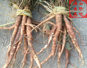 紫花地丁根新鲜野生地丁光瓣堇菜铧头草箭头草羊角子兔耳草独行虎