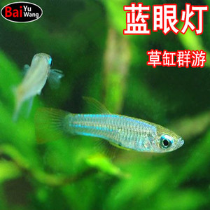 热带鱼观赏鱼蓝眼睛蓝眼灯鱼小型草缸灯鱼群游最漂亮活体满额包邮