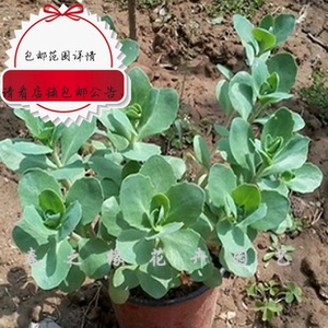 盆栽花卉八宝景天苗 驱蚊草苗多肉植物