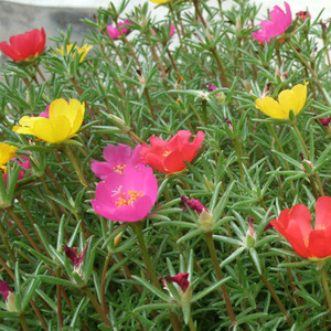 盆栽花卉 太阳花 松叶牡丹 多肉植物 落地生根 易养花卉