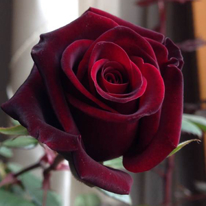 【黑魔鬼】大花月季苗藤本月季苗玫瑰花苗多花盆栽月季