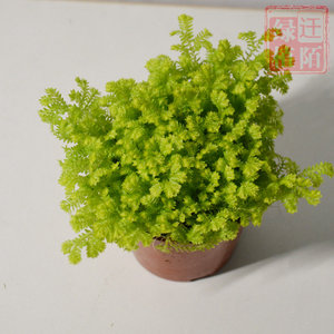 珊瑚蕨金丝雀 蕨类植物室内迷你小盆栽微景观苔藓生态瓶造景绿植