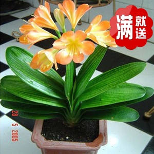飞酷苗木君子兰 室内花卉蓝花盆栽君子兰苗 蓝花短叶元宝宽叶圆头图片