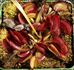 食虫植物-亨宁斯巨人捕蝇草（欧洲进口 大型品种 ）