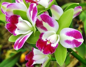 兰花-洋兰-卡特兰-blc.yen corona 绿精灵 芳香 花色奇特