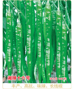湘研浅绿色长线型辣椒种子蔬菜种子——湘辣十六号